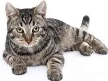 Gato raça RND idade Abaixo de 2 meses nome sem nome