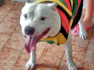 Cachorro raça Pitbull idade 5 anos nome Thor