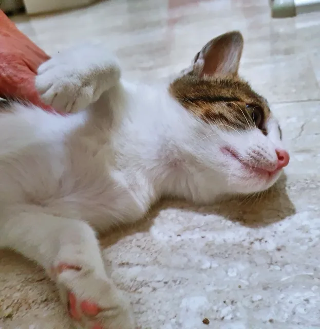 Gato raça SRD-ViraLata idade 2 a 6 meses nome OTAVINHO TED