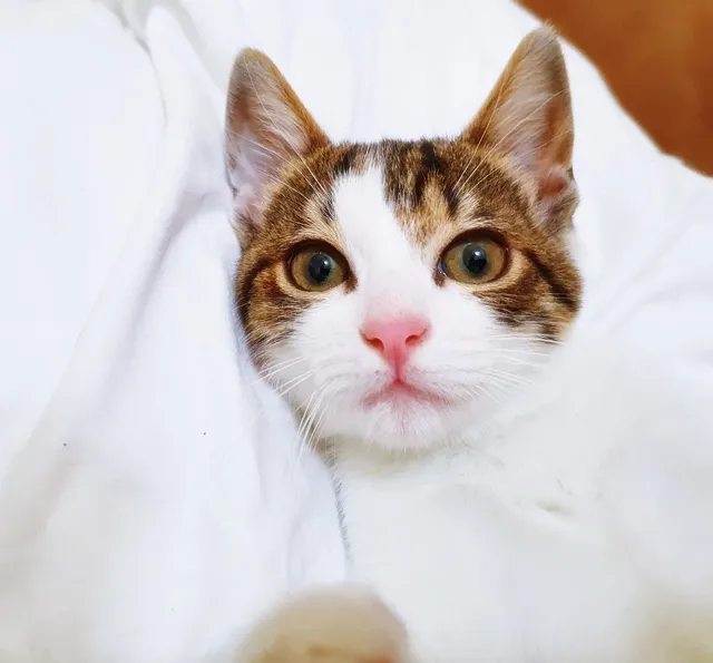 Gato raça SRD-ViraLata idade 2 a 6 meses nome OTAVINHO TED