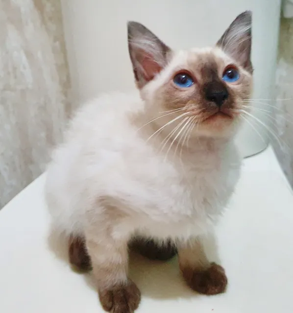 Gato raça Siamês idade 2 a 6 meses nome CLAUDIO SIAMES