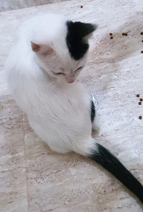 Gato raça SRD idade 2 a 6 meses nome MARCELINA PANDA