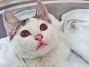 Gato raça SRD-ViraLata idade Abaixo de 2 meses nome TICIANO TED