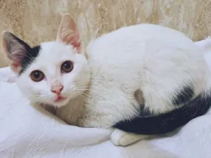 Gato raça SRD idade 2 a 6 meses nome MARCELINA PANDA