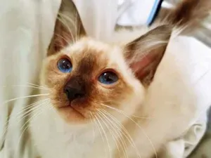 Gato raça Siamês idade 2 a 6 meses nome CLAUDIO SIAMES
