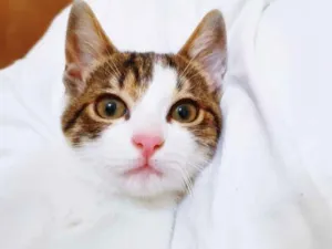 Gato raça SRD-ViraLata idade 2 a 6 meses nome OTAVINHO TED