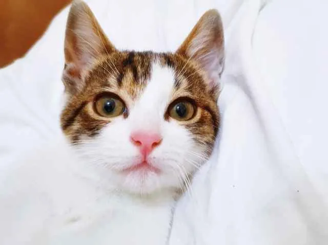 Gato raça SRD-ViraLata idade 2 a 6 meses nome OTAVINHO TED