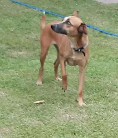 Cachorro ra a SRD idade 1 ano nome Suri