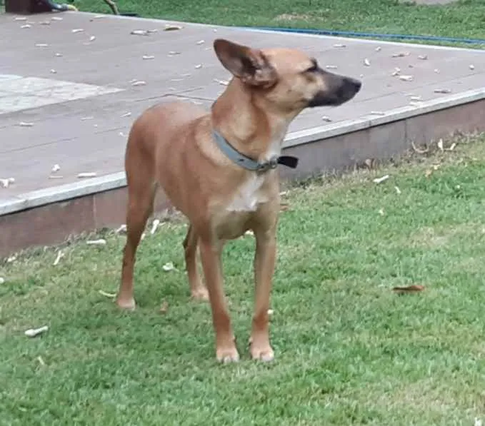 Cachorro ra a SRD idade 1 ano nome Suri