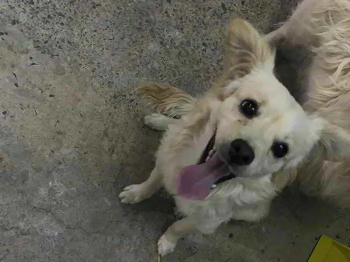 Cachorro raça Não sei  idade 2 a 6 meses nome Sem nome 