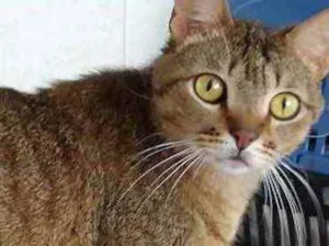 Gato raça Srd idade 2 anos nome Ruivo lindo gatinho 