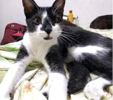 Gato raça Srd idade 1 ano nome Linguiça linda fofa 