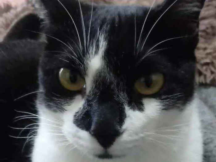 Gato raça Srd idade 1 ano nome Linguiça linda fofa 