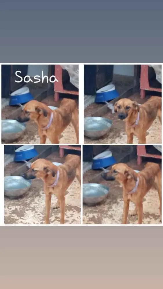 Cachorro ra a SRD idade 2 a 6 meses nome Sasha
