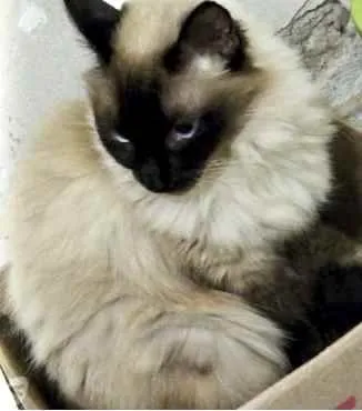 Gato raça Srd com siamês  idade 2 anos nome Gatinha linda 