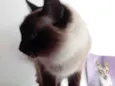 Gato raça Srd com siamês  idade 2 anos nome Gatinha linda 