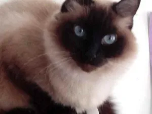 Gato raça Srd com siamês  idade 2 anos nome Gatinha linda 