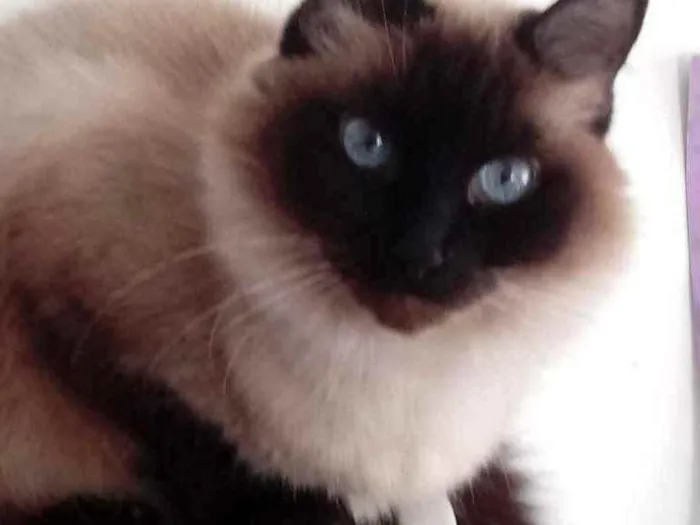 Gato raça Srd com siamês  idade 2 anos nome Gatinha linda 