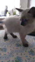Fofuras