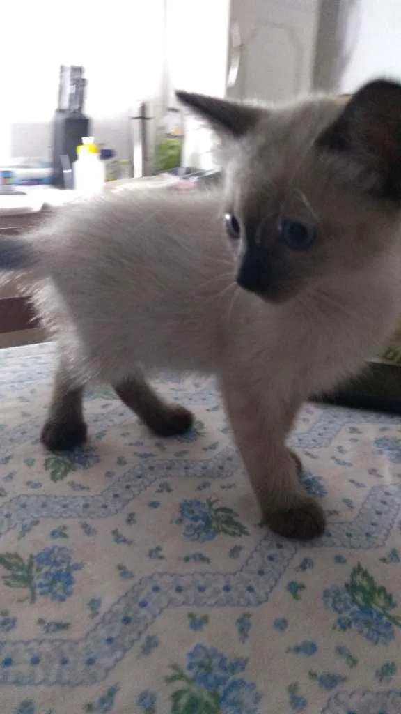 Gato ra a Sdr idade Abaixo de 2 meses nome Fofuras