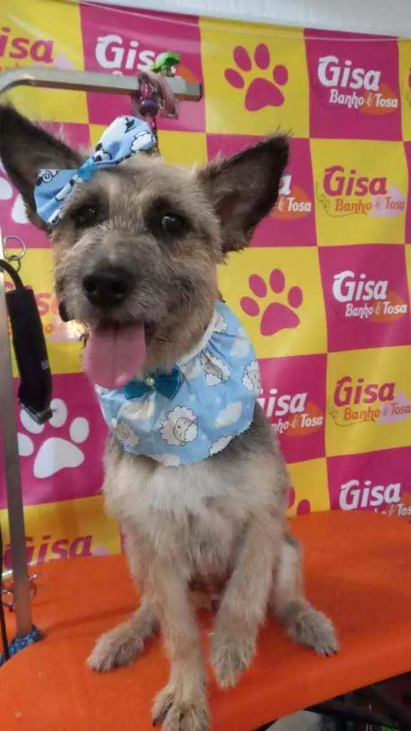 Cachorro ra a Srd idade 1 ano nome FLOR