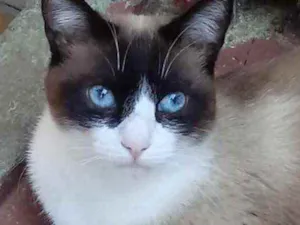 Gato raça Srd com siamês  idade 1 ano nome Bolacha lindo demais