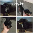 Pipoca
