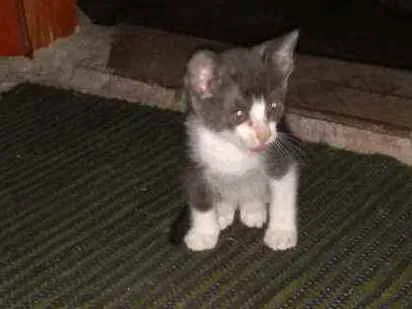 Gato ra a Sdr idade Abaixo de 2 meses nome Fofuras