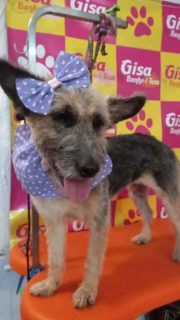 Cachorro ra a Srd idade 1 ano nome FLOR