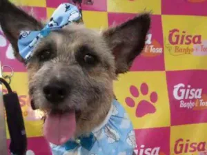 Cachorro raça Srd idade 1 ano nome FLOR