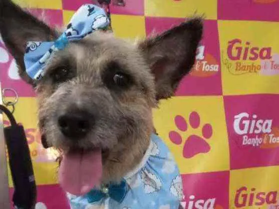 Cachorro ra a Srd idade 1 ano nome FLOR