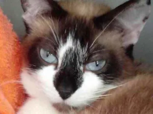 Gato raça Srd idade 2 anos nome Branca 