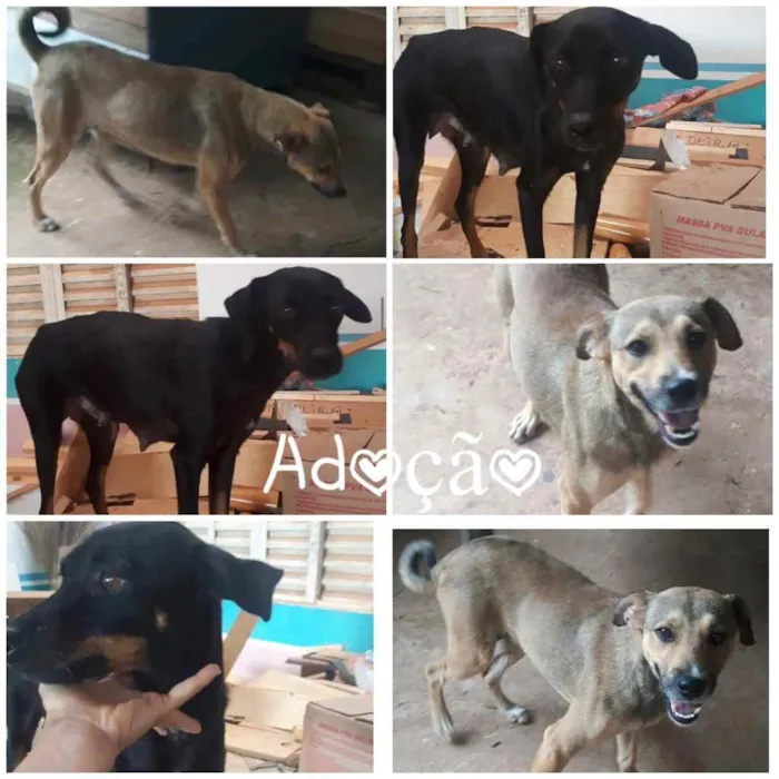 Cachorro ra a SRD idade  nome 2 Femeas Sem nome 