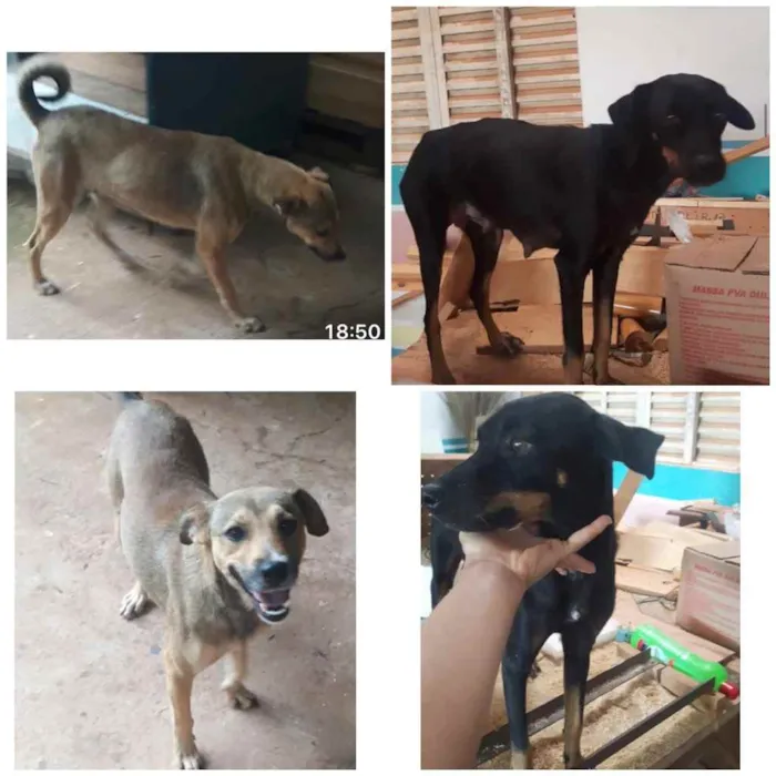 Cachorro ra a SRD idade  nome 2 Femeas Sem nome 