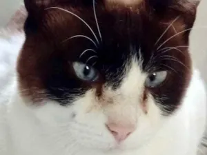 Gato raça Srd idade 2 anos nome Yuri lindo demais 