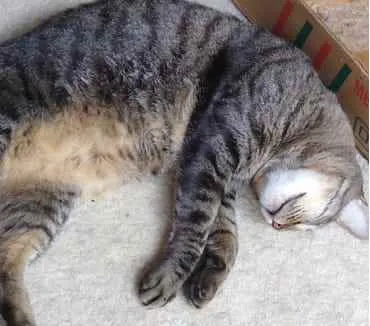 Gato raça Srd idade 3 anos nome Raja linda gatinha 