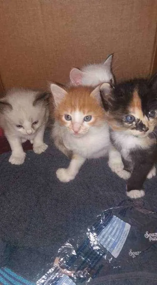 Gato ra a Sdr idade Abaixo de 2 meses nome Fofuras