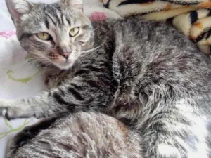 Gato raça Srd idade 3 anos nome Raja linda gatinha 
