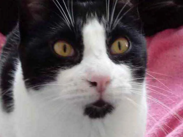 Gato raça Srd  idade 1 ano nome Pitoco lindo demais 