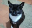 Gato raça Srd idade 2 anos nome Gigi Linda gatinha