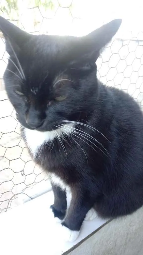 Gato raça Srd idade 2 anos nome Gigi Linda gatinha