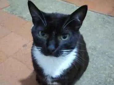 Gato raça Srd idade 2 anos nome Gigi Linda gatinha