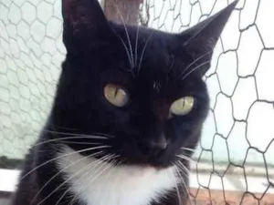 Gato raça Srd idade 2 anos nome Gigi Linda gatinha