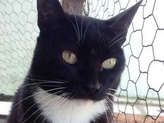 Gato raça Srd idade 2 anos nome Gigi Linda gatinha