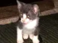 Fofuras