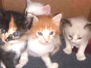 Gato raça Sdr idade Abaixo de 2 meses nome Fofuras