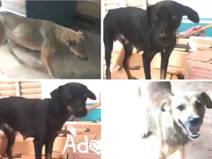 Cachorro raça SRD idade  nome 2 Femeas Sem nome 