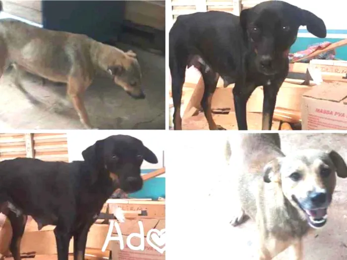 Cachorro ra a SRD idade  nome 2 Femeas Sem nome 