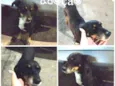 Pipoca
