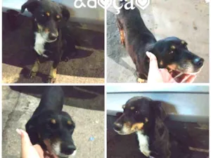 Cachorro raça SRD idade 5 anos nome Pipoca